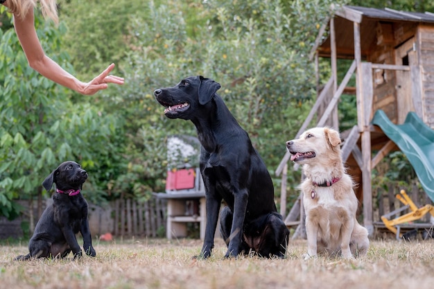 Entrenador canino femenino mostrando un gesto con la mano a sus tres perros