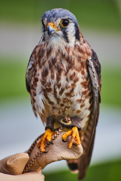 Entrenador sostiene American Kestrel raptor en guante con fondo suave