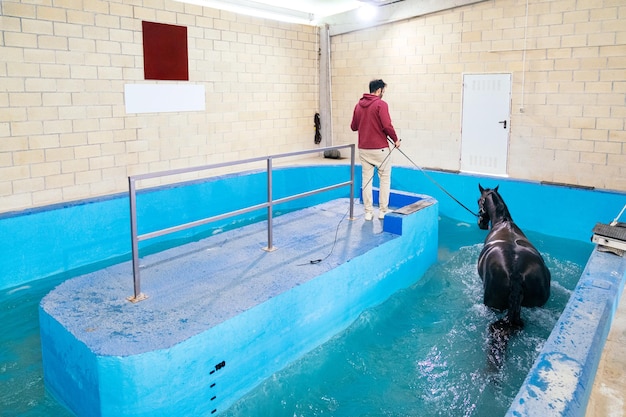 Entrenador supervisando una sesión de hidroterapia de caballos en una piscina especializada