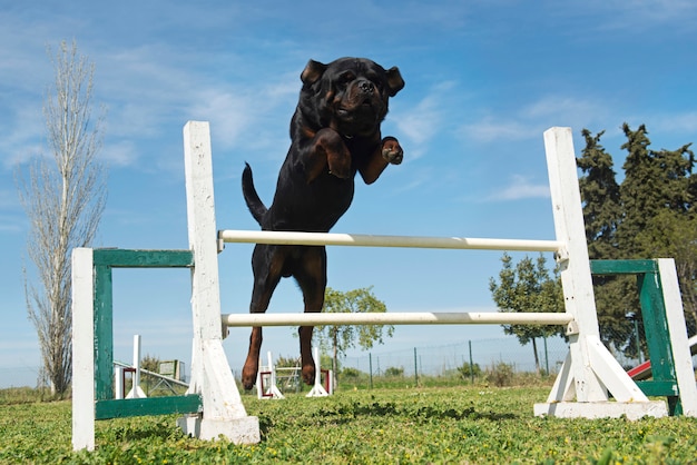 Entrenamiento de la agilidad