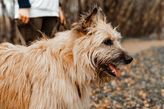 Entrenamiento animal. Una niña voluntaria camina con un perro desde un refugio de animales. Chica con un perro en el parque otoño