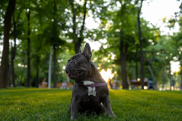 Foto entrenamiento de bulldog francés en el parque al atardecer perro obedeció la orden de sentarse