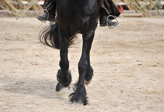 Foto entrenamiento de caballos