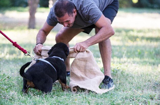 Entrenamiento de cachorro rottweiler en la naturaleza en verano