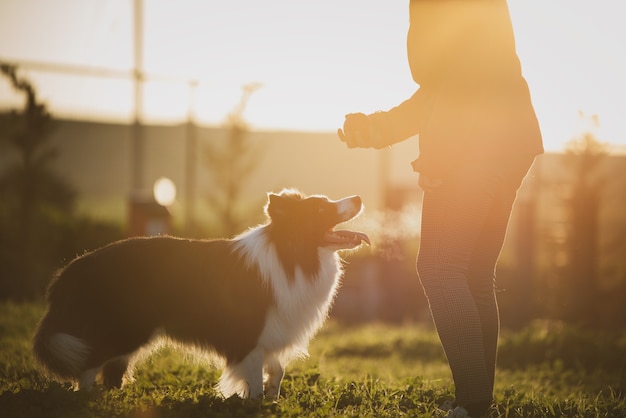 Entrenamiento canino