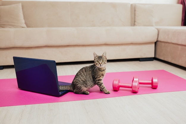 Entrenamiento con colchoneta de yoga y mancuernas y computadora portátil para entrenamiento en línea