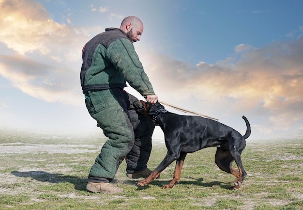 Entrenamiento de dobermann pinscher