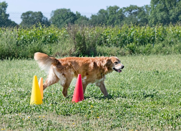 Entrenamiento de golden retriever