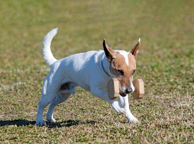 Entrenamiento de jack russel terrier