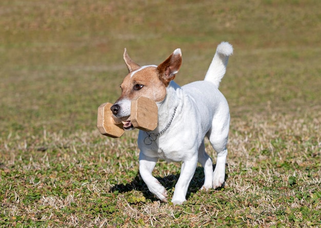 Entrenamiento de jack russel terrier