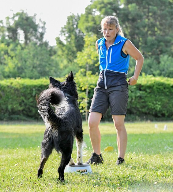 Foto entrenamiento de obediencia con un border collie