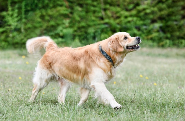 Entrenamiento de obediencia con un golden retriever