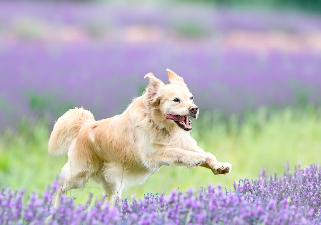 entrenamiento de obediencia con un golden retriever