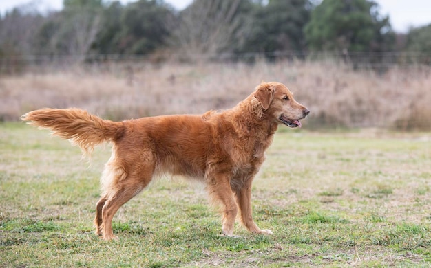 Foto entrenamiento de obediencia con un golden retriever