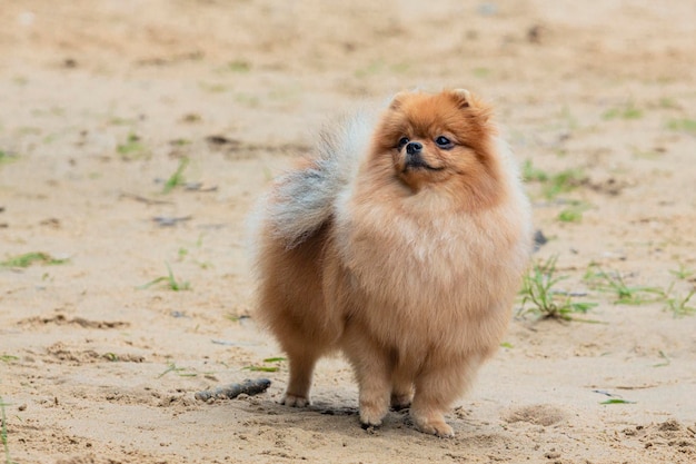 Entrenamiento de obediencia de un joven pomerania