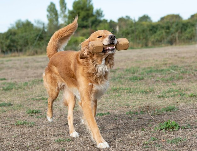 Entrenamiento de obediencia para perro