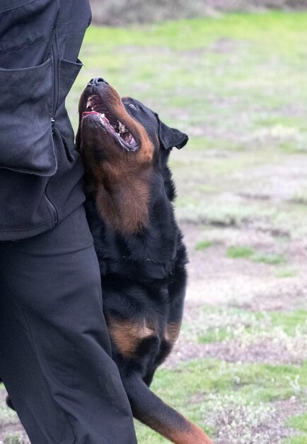 entrenamiento de obediencia con un rottweiler