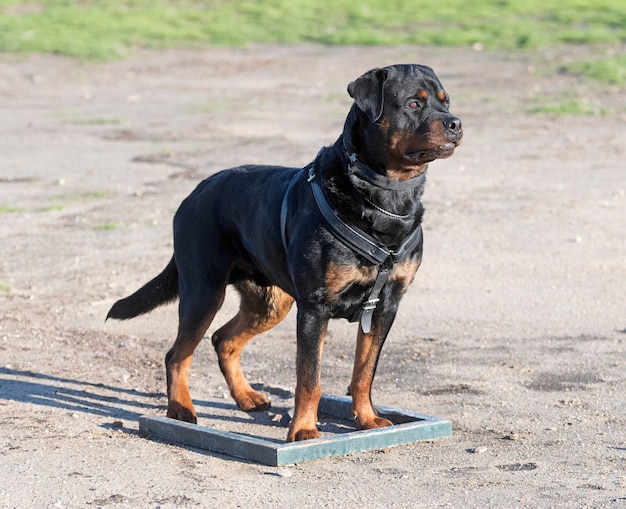 Foto entrenamiento de obediencia con un rottweiler