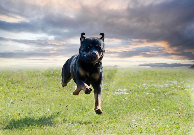 entrenamiento de obediencia con un rottweiler