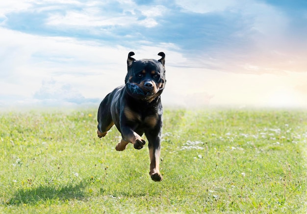 Foto entrenamiento de obediencia con un rottweiler