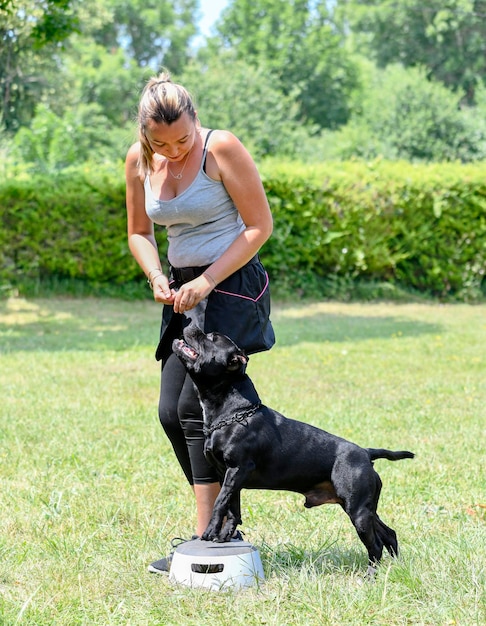 Entrenamiento de obediencia con un staffie