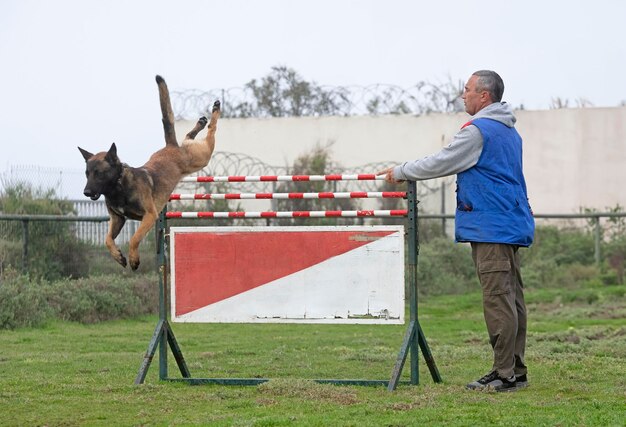 entrenamiento del pastor belga