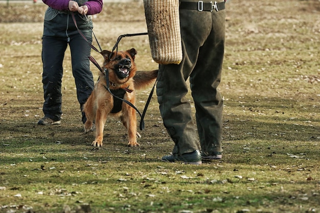 Entrenamiento de perro de trabajo al aire libre