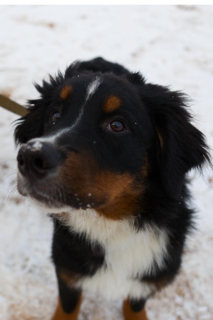 Entrenamiento de perros negros en invierno