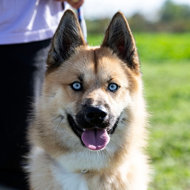 Entrenamiento de un pomsky para la obediencia en la naturaleza.