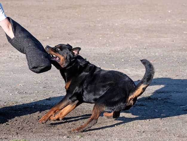 Foto entrenamiento del rottweiler