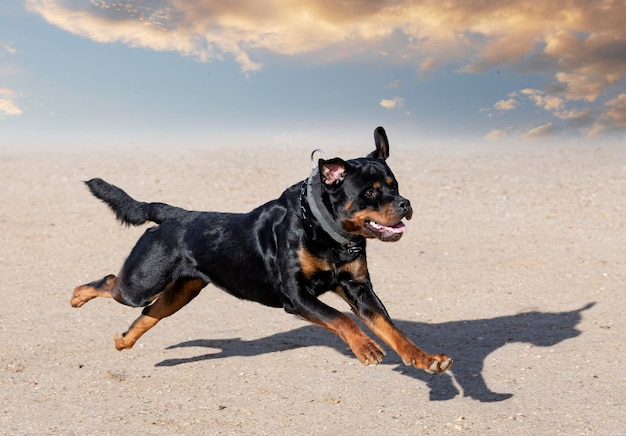 entrenamiento del rottweiler