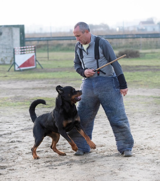 entrenamiento del rottweiler