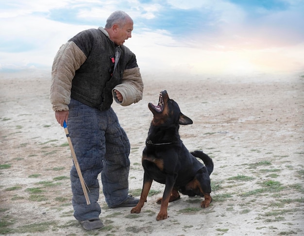 entrenamiento del rottweiler