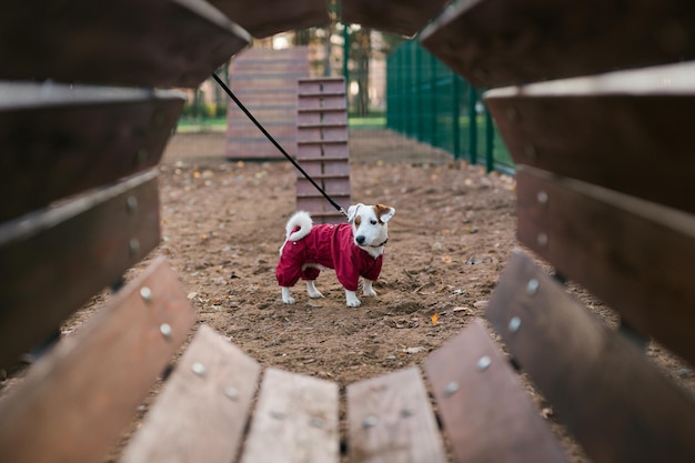 Entrenamientos de perros Jack russell terrier al aire libre en la zona del parque de la ciudad área de paseo de perros antecedentes pet lifest