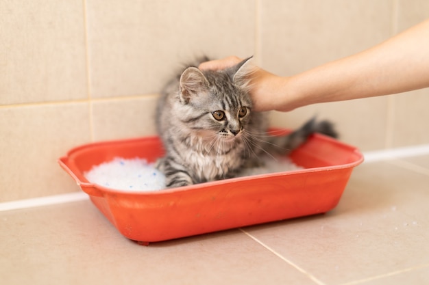 Entrenando a un gatito para ir al baño, el chico le muestra la bandeja al gato