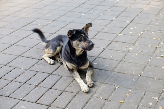 Entspannen Sie sich schwarzer Hund