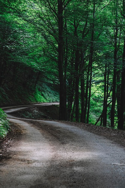 Entspannender Pfad im Wald