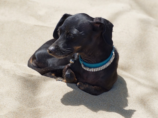 Entspannender schwarzer Hund am Strand mit Schmuck am Hals.