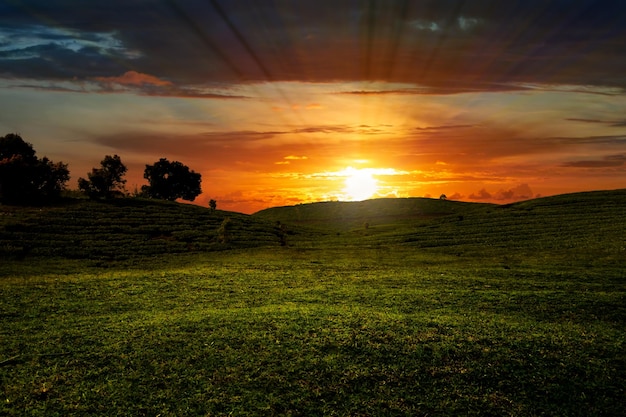 Entspannender Sonnenunterganghimmel im Grünland