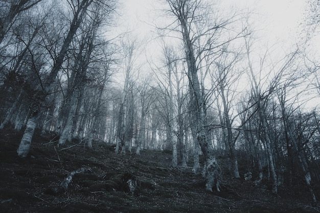 Entspannender Spaziergang im Wald an einem nebligen Tag