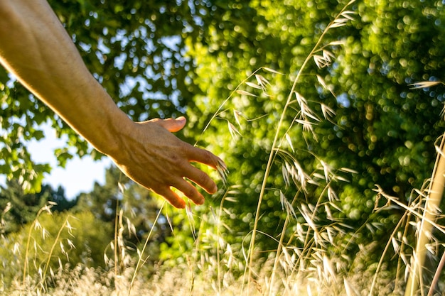 Foto entspannter mensch, der morgens im sommer durch ein weizenfeld geht