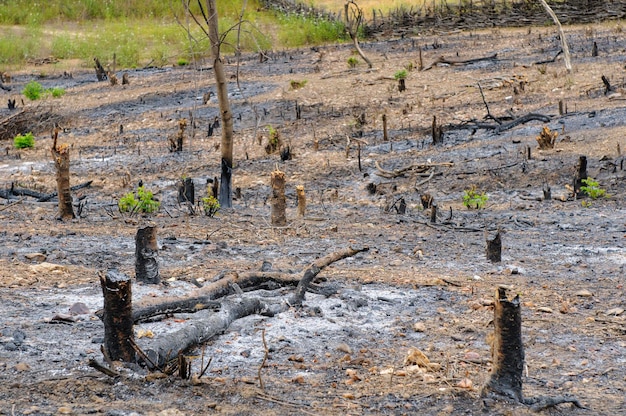 Entwaldung in der halbtrockenen Region des Bioms Caatinga im Nordosten Brasiliens Paraiba Brasilien