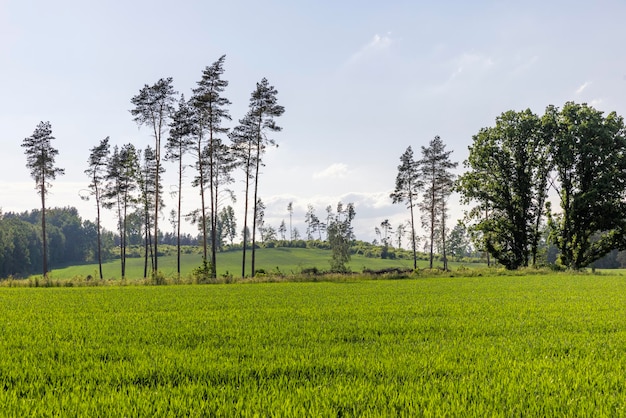 Entwaldung und Holzernte in Osteuropa