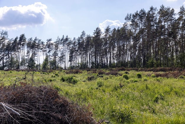 Entwaldung und Holzernte in Osteuropa