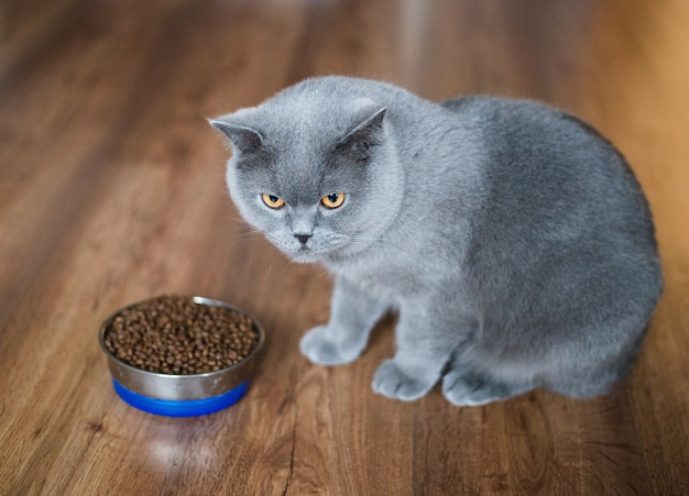 Foto entzückende britische katze nahe schüssel mit essen zu hause