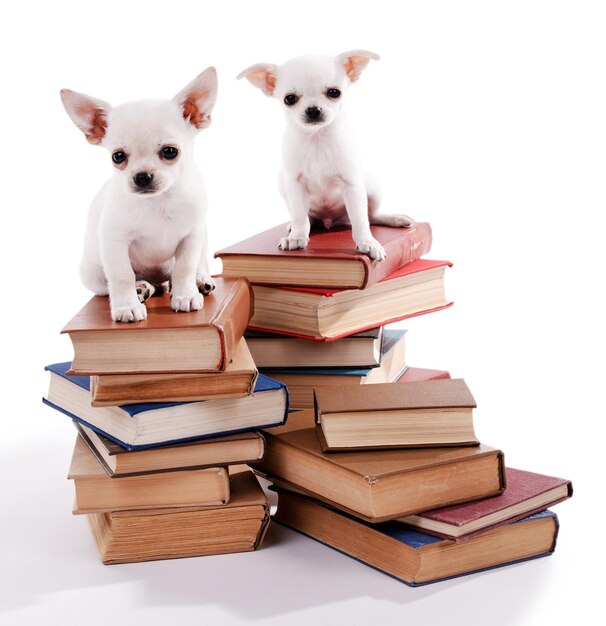 Entzückende Chihuahua-Hunde auf Haufen Bücher isoliert auf weiß