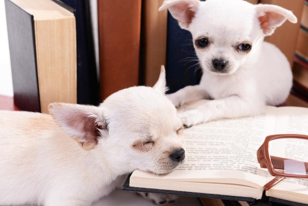 Entzückende Chihuahua-Hunde und ein Haufen Bücher aus nächster Nähe