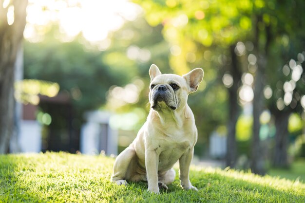 Entzückende französische Bulldogge, die morgens auf dem Feld gegen das Dorf sitzt