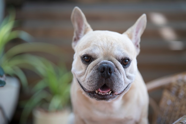 Entzückende französische Bulldogge, die zu Hause in die Kamera schaut