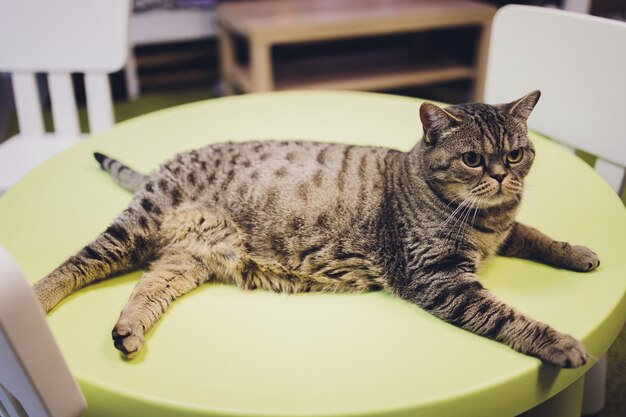 Entzückende getigerte Katze, die auf Küchenboden sitzt und Kamera anstarrt.